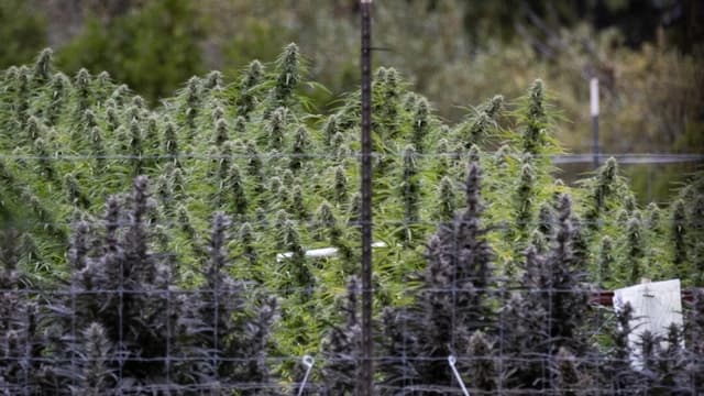Un cultivo de marihuana en el condado de Mendocino, California, el 9 de octubre de 2025. (John Fredricks/The Epoch Times)
