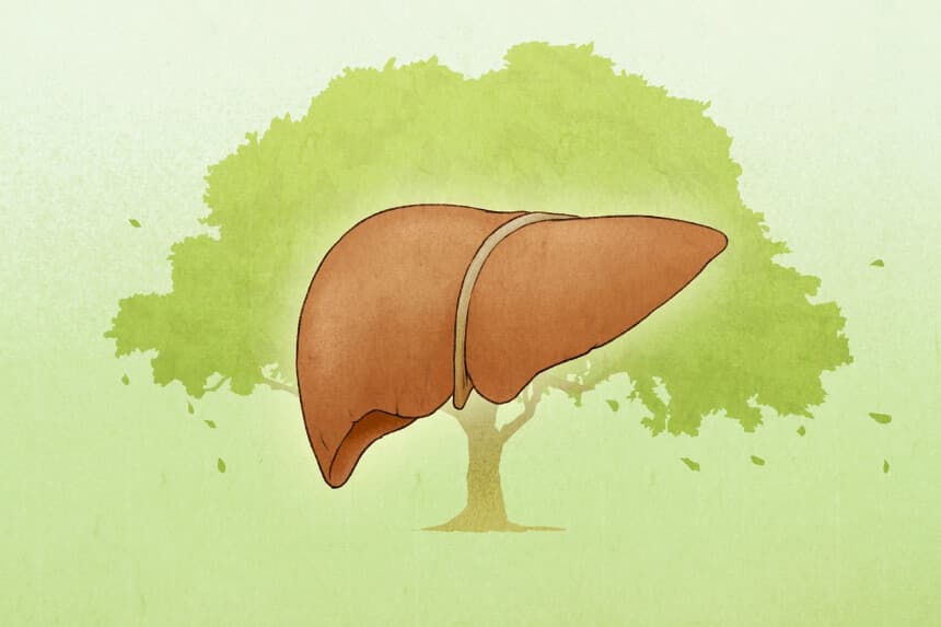 El hígado regula el flujo de Qi: cómo la ira puede interrumpirlo