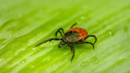 Después de años de dudas, comienzan a reconocer a la enfermedad de Lyme crónica