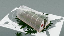 Cómo sindicatos chinos ligados al PCCh se apropiaron el mercado negro de marihuana en EE. UU.