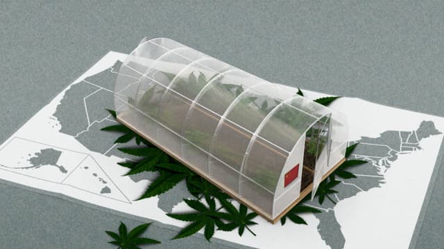 Cómo sindicatos chinos ligados al PCCh se apropiaron el mercado negro de marihuana en EE. UU.