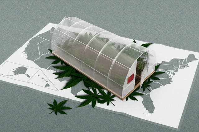 Cómo sindicatos chinos ligados al PCCh se apropiaron el mercado negro de marihuana en EE. UU.