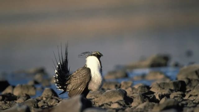 Gobierno de Trump actualiza plan del urogallo de artemisas para ampliar perforación petrolera