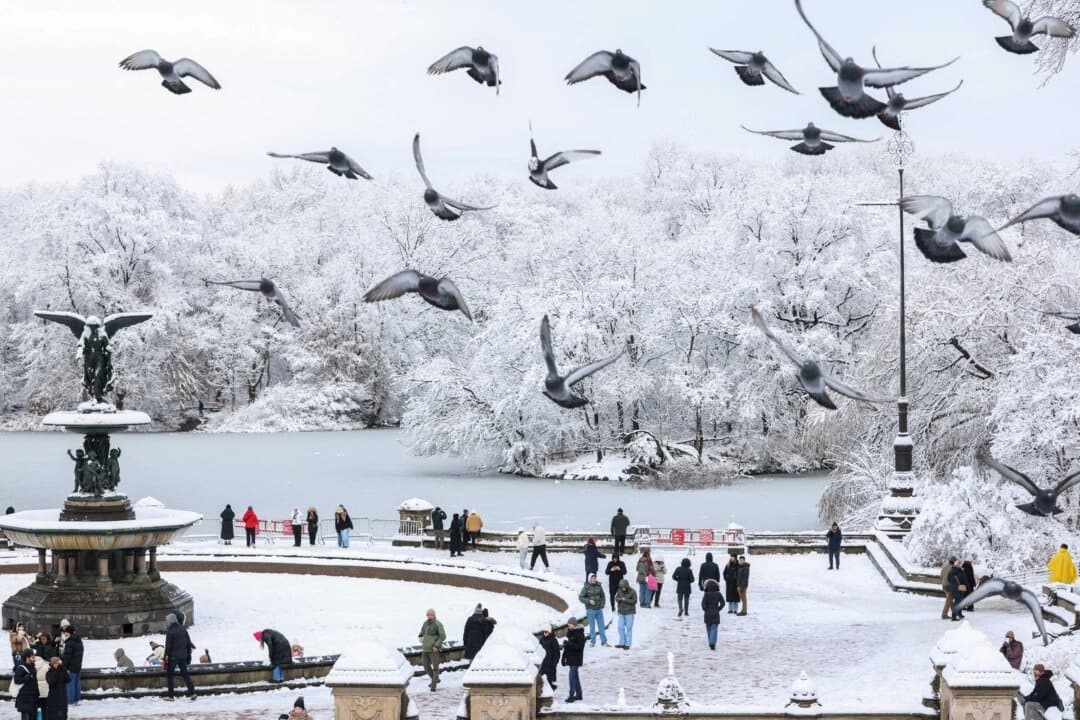 Palomas sobrevuelan un Central Park nevado en la ciudad de Nueva York el 14 de diciembre de 2025. (Charly Triballeau / AFP vía Getty Images)