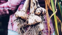 El antiguo remedio que sobrevive a todas las modas de salud