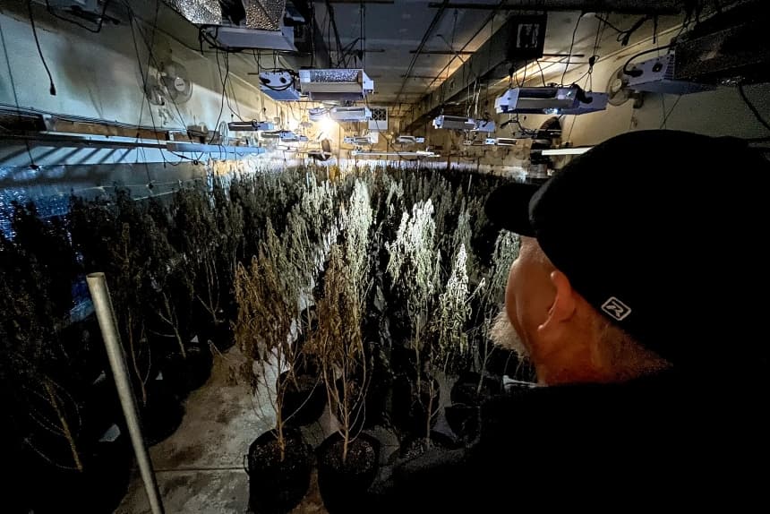 El agente antidroga de Oklahoma Mike García examina hileras de plantas de marihuana en una instalación de cultivo ilegal en Ponca City, Oklahoma, el 22 de diciembre de 2025. (Allan Stein/The Epoch Times)