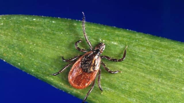 Una garrapata de patas negras, también conocida como garrapata del ciervo, portadora de la enfermedad de Lyme. (CDC vía AP)