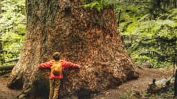 Beneficios para la salud de abrazar árboles