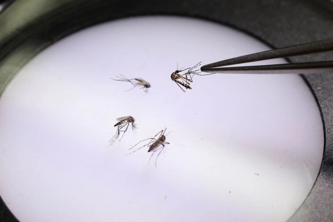 Un técnico de laboratorio sostiene un mosquito en la fábrica del Programa Mundial de Mosquitos en Medellín, Colombia, el 4 de junio de 2024. (Jaime Saldarriaga/AFP vía Getty Images)