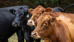 Se acumulan más de 14 mil casos de gusano barrenador en México en más de 12 meses