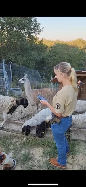 Llamas y ovejas en el rancho Fortitude, en Texas. (Rancho Fortitude)