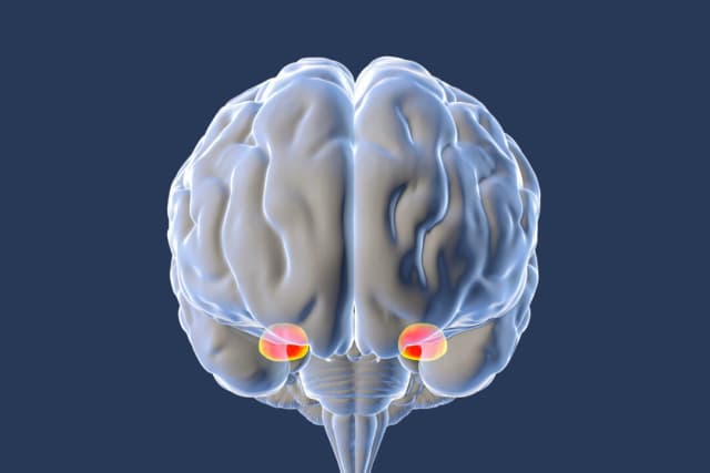 Por qué el cerebro reacciona exageradamente al miedo y cómo solucionarlo