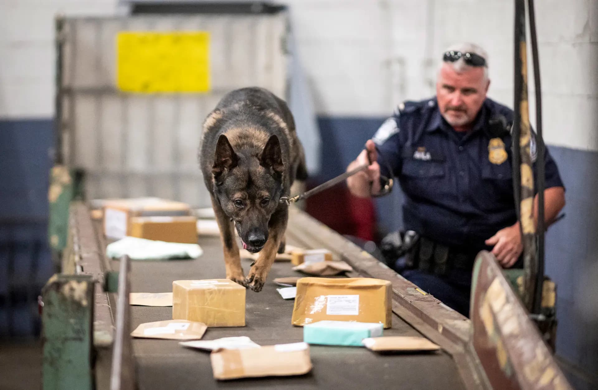 <em>Un agente de la División de Comercio y Carga de Aduanas y Protección Fronteriza trabaja con un perro para revisar paquetes en las instalaciones del Servicio Postal de los Estados Unidos en el Aeropuerto John F. Kennedy de la ciudad de Nueva York, el 24 de junio de 2019. (Johannes Eisele/AFP a través de Getty Images)</em>