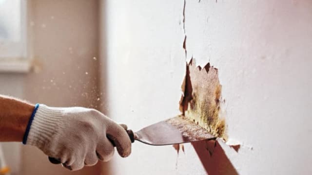 Cómo la exposición al moho puede dañar el cerebro, el intestino y el sistema inmunitario