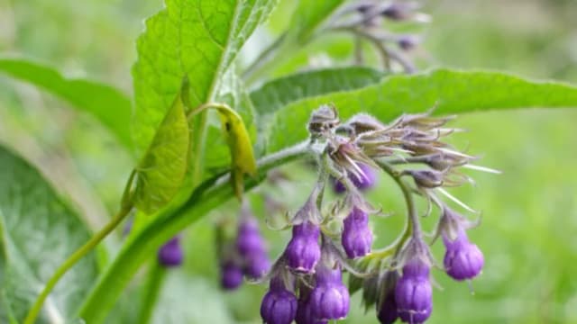 Una planta, advertencias de IA y la muerte del discernimiento
