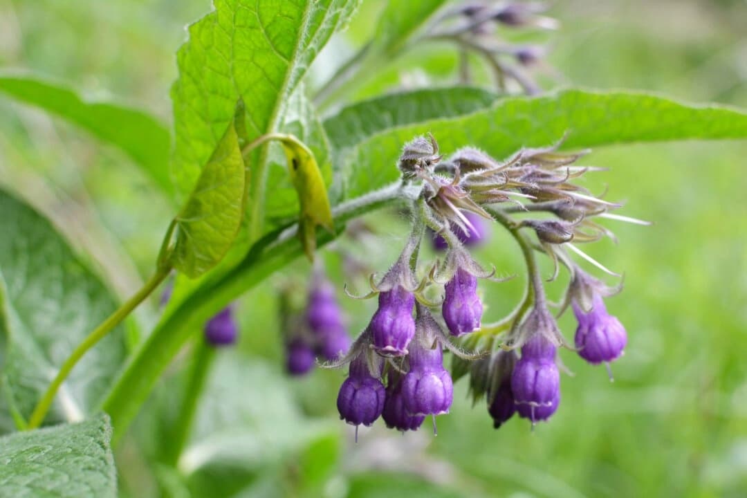 Consuelda (Symphytum officinale). (Orest lyzhechka/Shutterstock)
