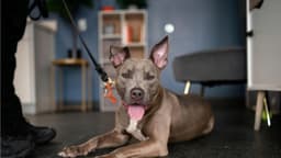 Agencias federales lanzan campaña coordinada contra peleas de perros