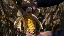 EE. UU. invertirá 40 millones de dólares en centro de maíz y trigo en México