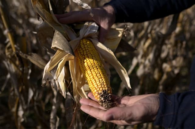 Foto ilustrativa de un campo de maiz. (JUAN MABROMATA/AFP vía Getty Images)