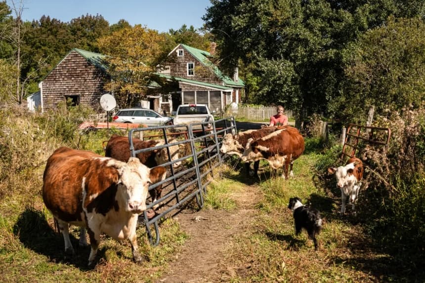 El granjero y abogado John Klar con sus vacas Hereford en su granja de Brookfield, Vermont, el 12 de septiembre de 2025. Klar cría terneros y corderos orgánicos alimentados con pasto utilizando prácticas agrícolas regenerativas. (Samira Bouaou/The Epoch Times)