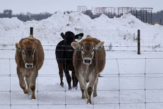 Ganado alimentándose en una granja el 9 de diciembre de 2025 cerca de Belvidere, Illinois. (Scott Olson/Getty Images)