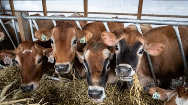 Continúa la alerta: Ahora Jalisco reporta 6 casos activos de gusano barrenador