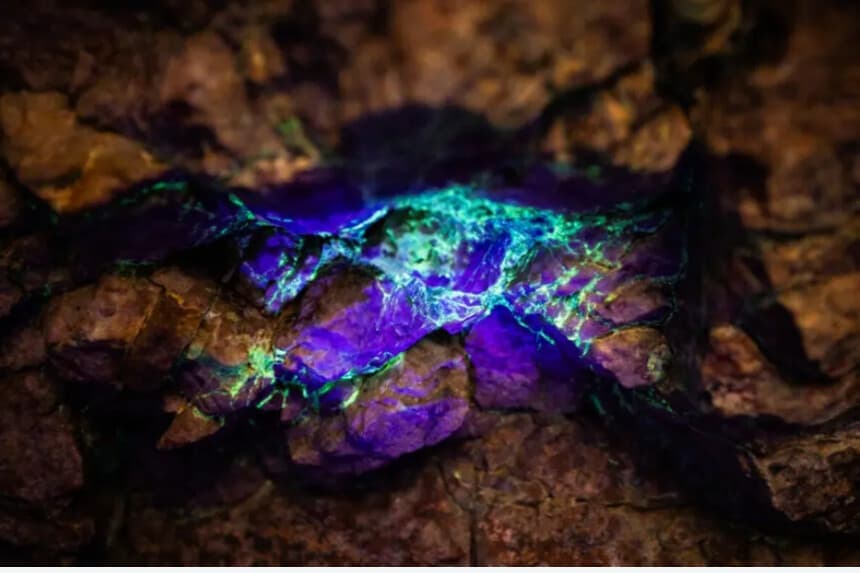 Una luz negra revela los colores de un yacimiento de uranio en el condado de San Bernardino, California, el 10 de diciembre de 2025. (John Fredricks/The Epoch Times).