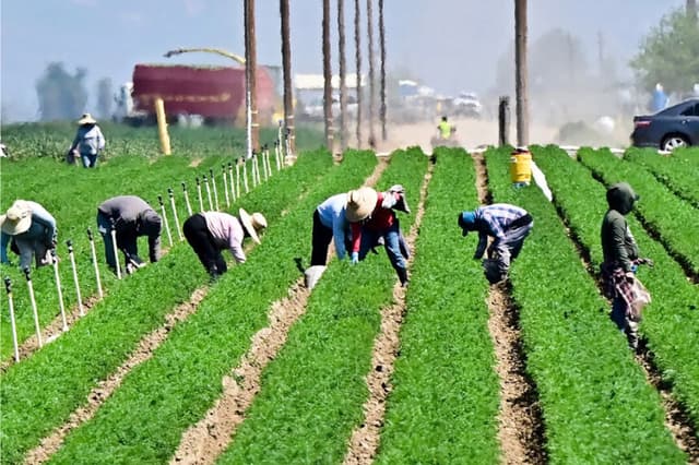 Los trabajadores agrícolas trabajan en los campos al sur de Bakersfield, en el granero del condado de Kern, California, el 9 de abril de 2025. (Frederic J. Brown/AFP via Getty Images)