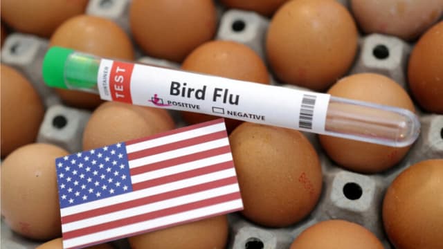 La gripe aviar devasta 7.4 millones de pollos en Pensilvania en un mes