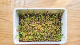Cómo cultivar microvegetales y germinados llenos de nutrientes en casa