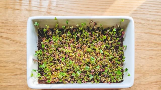 Cómo cultivar microvegetales y germinados llenos de nutrientes en casa