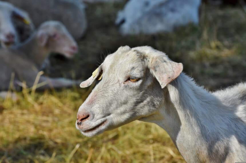 Imagen Ilustrativa: (Ralph/Pixabay).