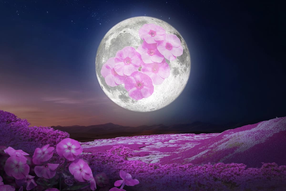 La "Luna Rosa" de abril iluminará el cielo nocturno para dar la bienvenida a la primavera: Esto debe saber