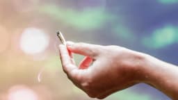 Cómo ha cambiado la marihuana: sus efectos y su potencia