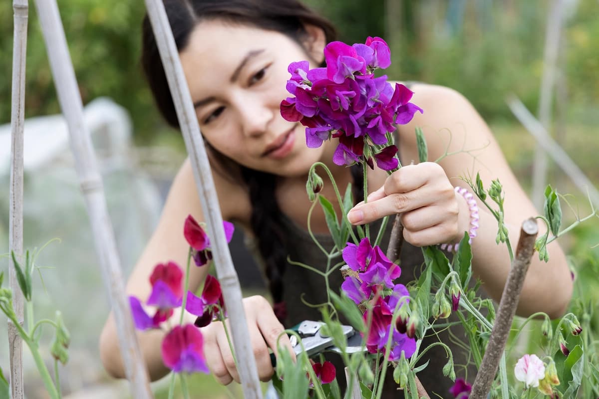 Una joven corta flores en un jardín. (Betsie Van der Meer/Getty Images)
