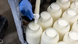 Alertan por Brote de E. coli vinculado a leche bronca y queso: Ya van 9 casos en EE. UU.