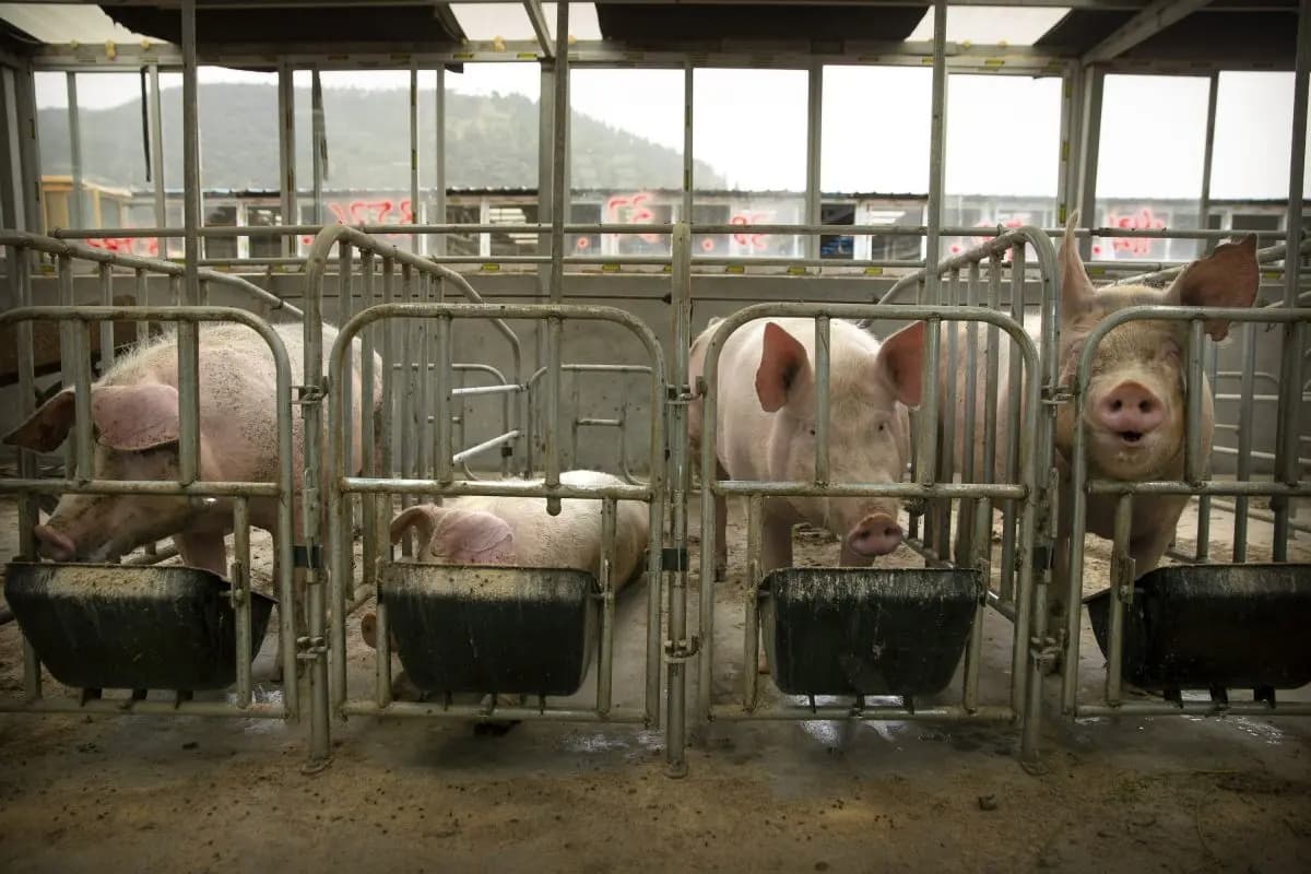 Cerdos comiendo en una granja en la aldea de Panggezhuang, en la provincia de Hebei, al norte de China, el 8 de mayo de 2019. (Mark Schiefelbein/AP)