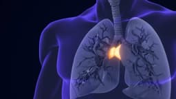 El timo olvidado: clave para una vida más larga y saludable