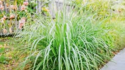 Estudios sugieren que hierba de limón muestra potencial anticancerígeno sin dañar las células sanas