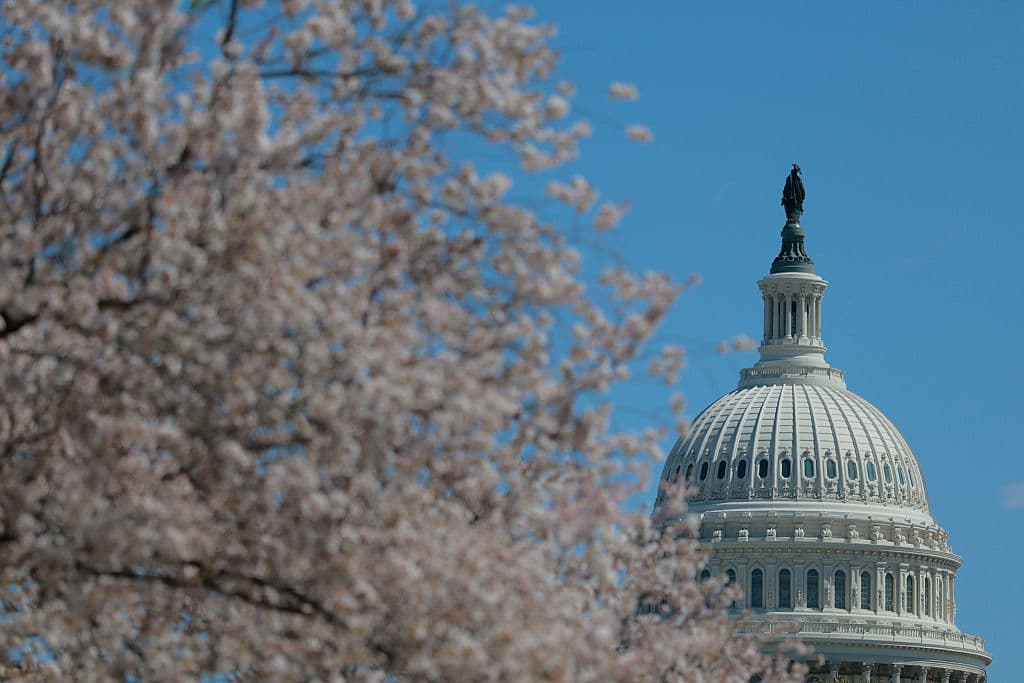 Los cerezos florecen alrededor del Capitolio de los Estados Unidos durante el Festival Nacional de los Cerezos en Flor el 28 de marzo de 2026 en Washington, D.C. (Heather Diehl/Getty Images)