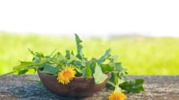 Hierbas para el bienestar: Las hojas de diente de león favorecen la salud del hígado y del intestino