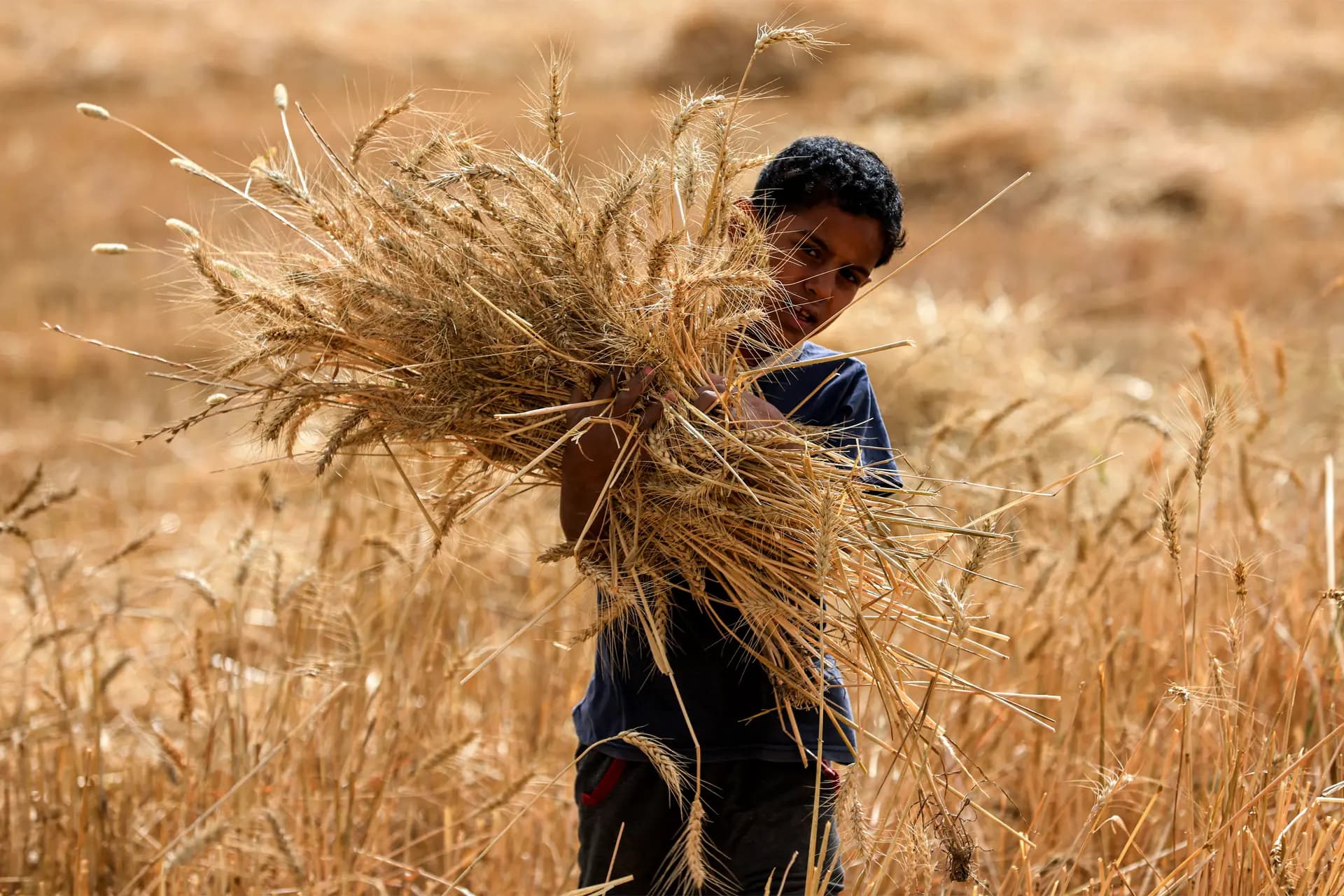 Un niño camina con espigas de trigo recogidas durante la temporada de cosecha en la aldea de Marajah, en el distrito de Mishkhab, al norte de la ciudad de Nayaf, en el centro de Irak, el 5 de mayo de 2026. (Ahmad Al-Rubaye/AFP vía Getty Images).