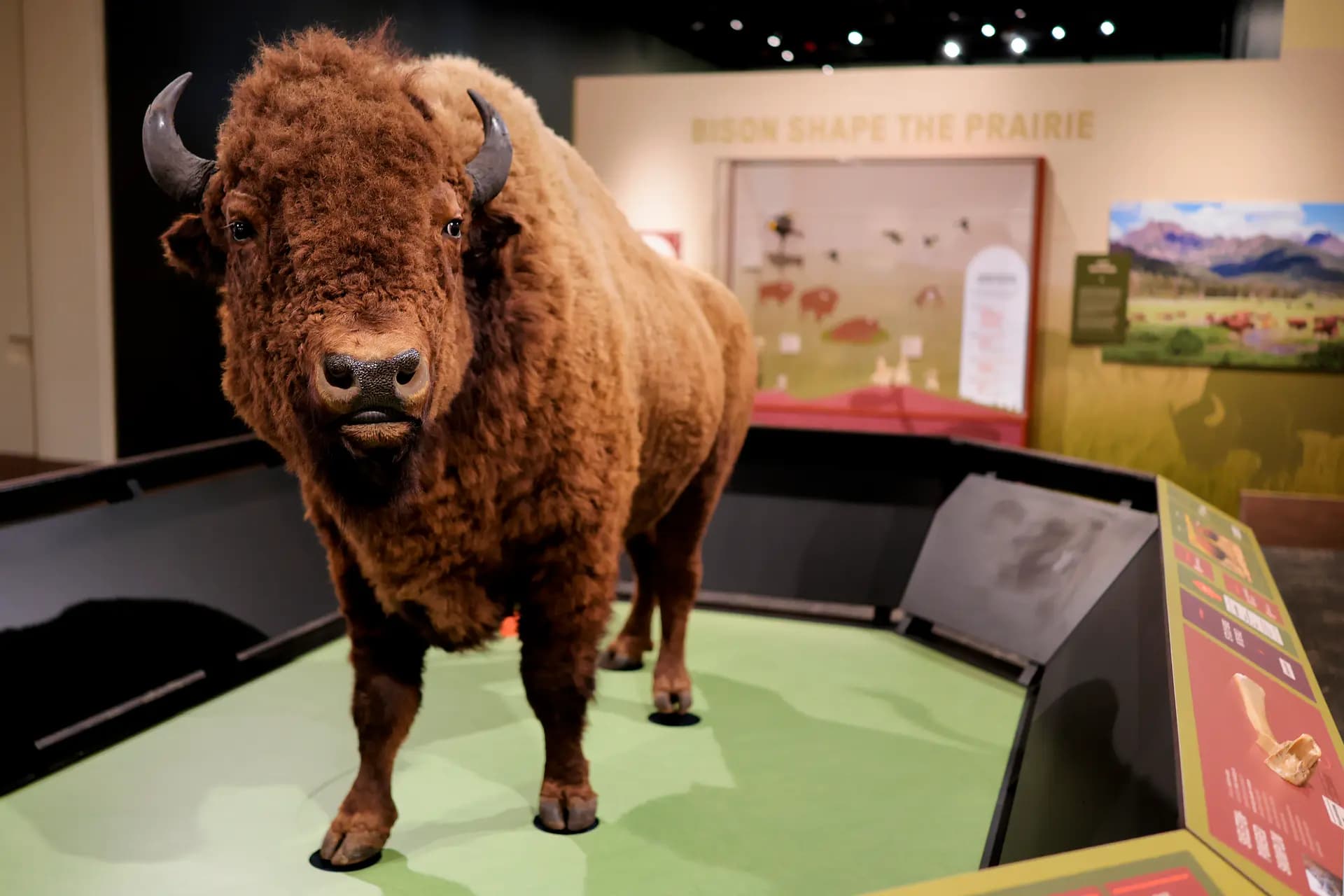Un bisonte disecado se exhibe en la nueva exposición del Museo Nacional de Historia Natural del Smithsonian, "Bison Standing Strong", en Washington, el 5 de mayo de 2026. La exposición, que abre sus puertas al público este jueves, explora el legado del bisonte americano y su importancia en un momento en que la nación se prepara para celebrar su 250.º aniversario. (Heather Diehl/Getty Images).