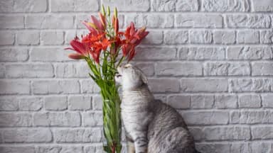 Los lirios pueden ser mortales para los gatos
