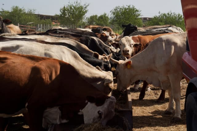 Ganado de Fausto Salinas, Jr. siendo alimentado en su propiedad mientras los ganaderos estadounidenses comienzan lentamente a reconstruir sus rebaños después de haber reducido el inventario nacional a su nivel más bajo en más de 70 años, en Rio Grande City, Texas, EE. UU., 16 de julio de 2025. (Reuters/Gabriel V. Cardenas/Foto de archivo)