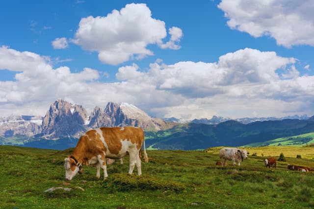 Vacas pastando en Tirol. (ChiemSeherin/ Pixabay)