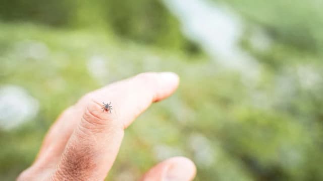 Tácticas contra garrapatas muy efectivas para mantenerlas alejadas