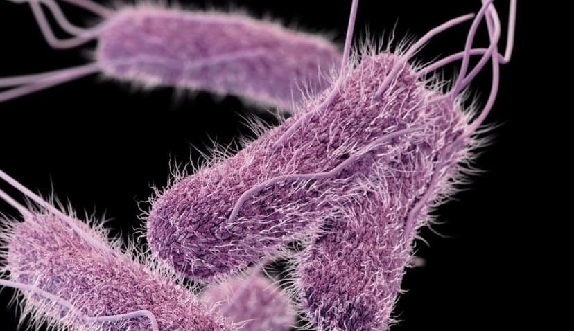 Esta ilustración muestra una imagen tridimensional generada por computadora de la bacteria salmonella. (CDC)