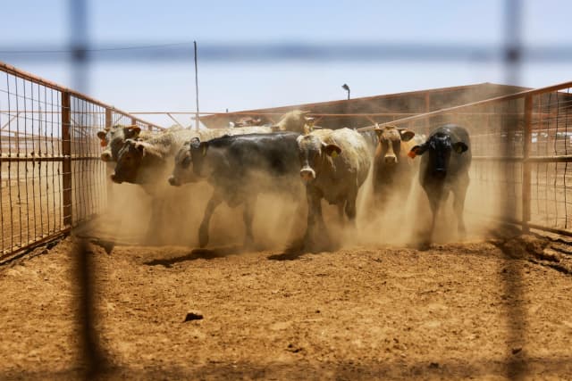 El ganado permanece en un corral antes de ser exportado a Estados Unidos a través del cruce fronterizo Jerónimo-Santa Teresa, luego de que la Secretaria de Agricultura, Brooke Rollins, anunciara un acuerdo con México sobre el manejo de la mosca barrenadora del Nuevo Mundo en las instalaciones de la Unión Regional Ganadera de Chihuahua, en las afueras de Ciudad Juárez, México, el 29 de abril de 2025. (Jose Luis Gonzalez/Reuters).