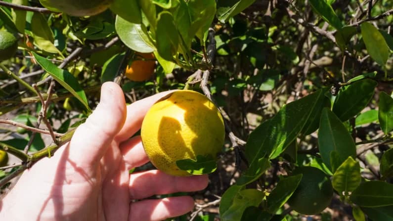 Cómo un pequeño insecto diezmó los cítricos de Florida y qué están haciendo los fruticultores al respecto
